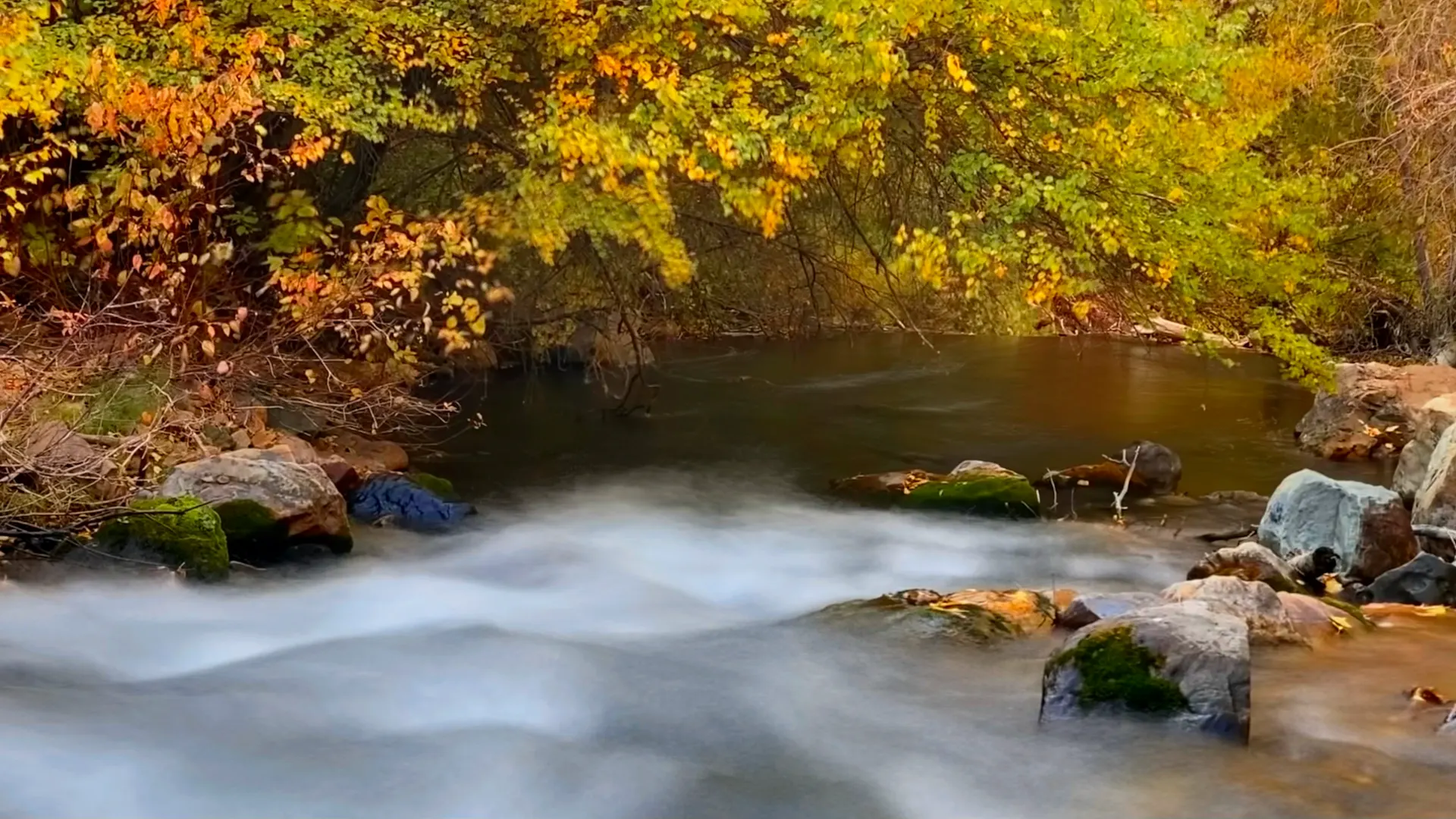 Big Cottonwood Creek in autumn, water moving over stone beneath copper and gold leaves